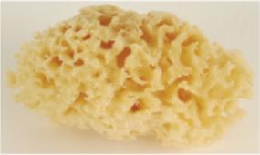 Natural Sea Sponge