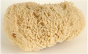 Natural Sea Sponge